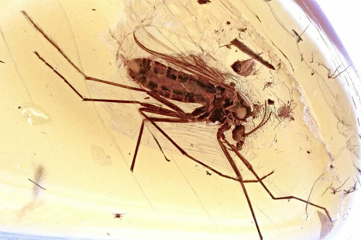 Detailed Fossil True Midge (Chironomidae) in Baltic Amber #367541